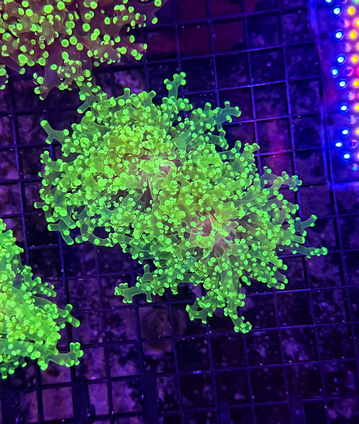 Frogspawn