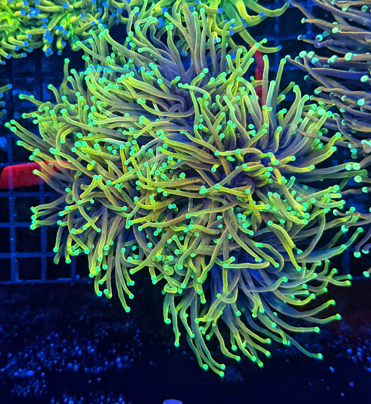 Indo gold cuttale 4-8+ heads colony