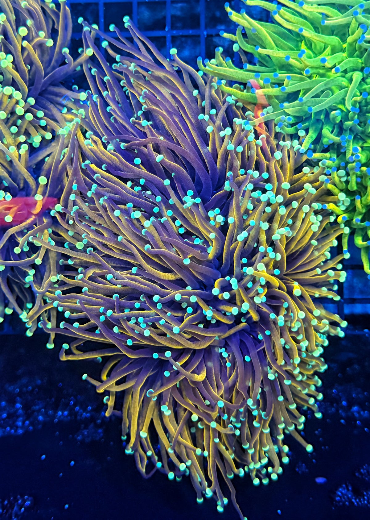 Indo gold cuttale 4-8+ heads colony