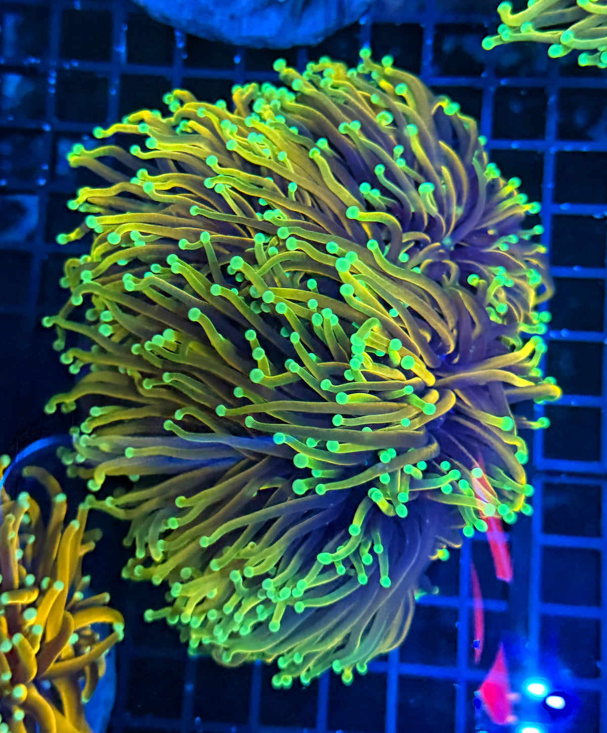 Hellfire cuttale 4-8+ heads colony