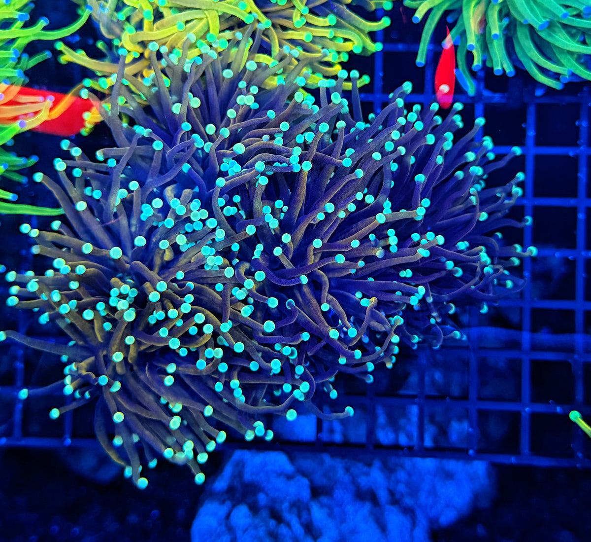 Indo gold dark colony