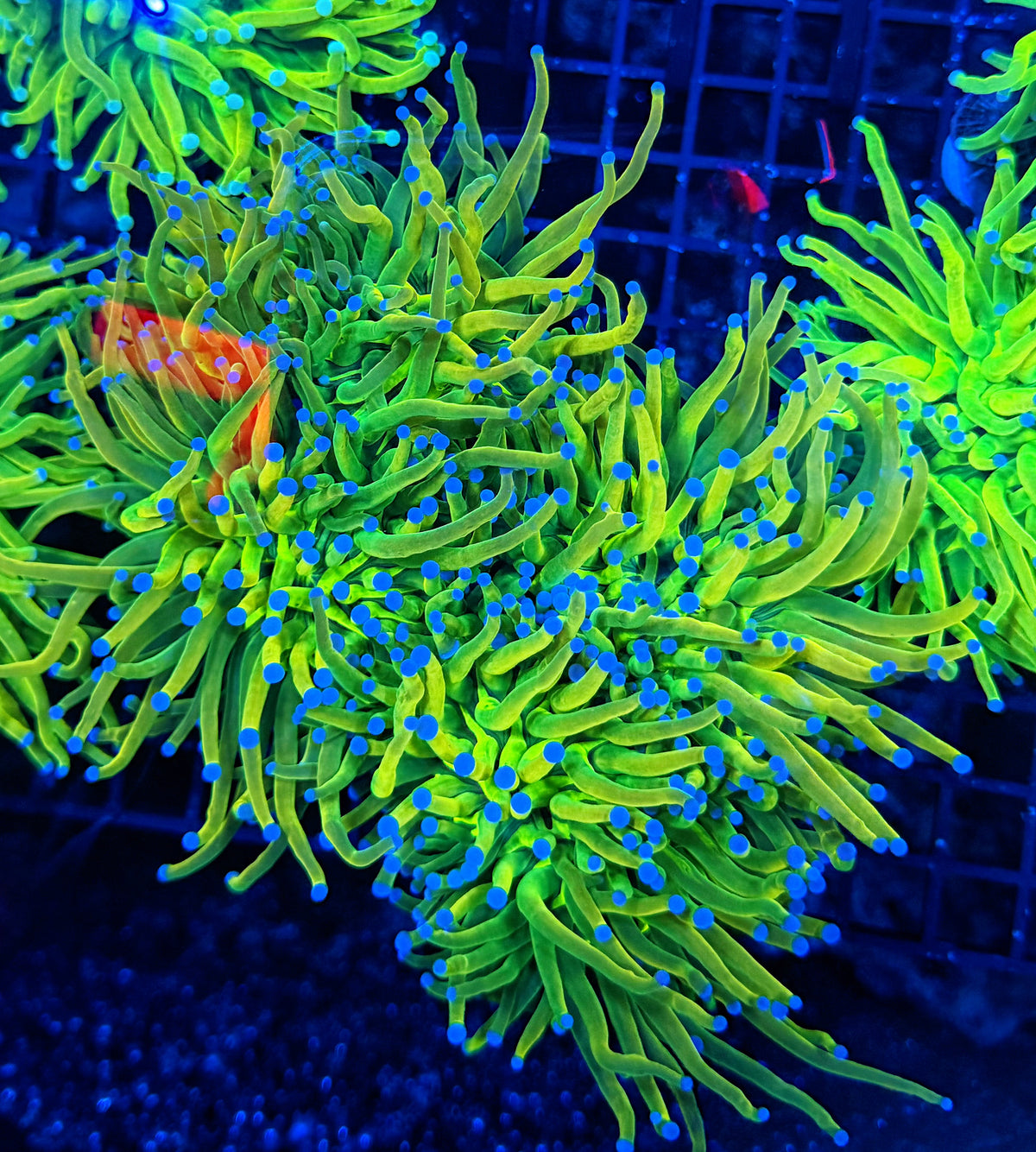 Rainbow hg 4 heads colony