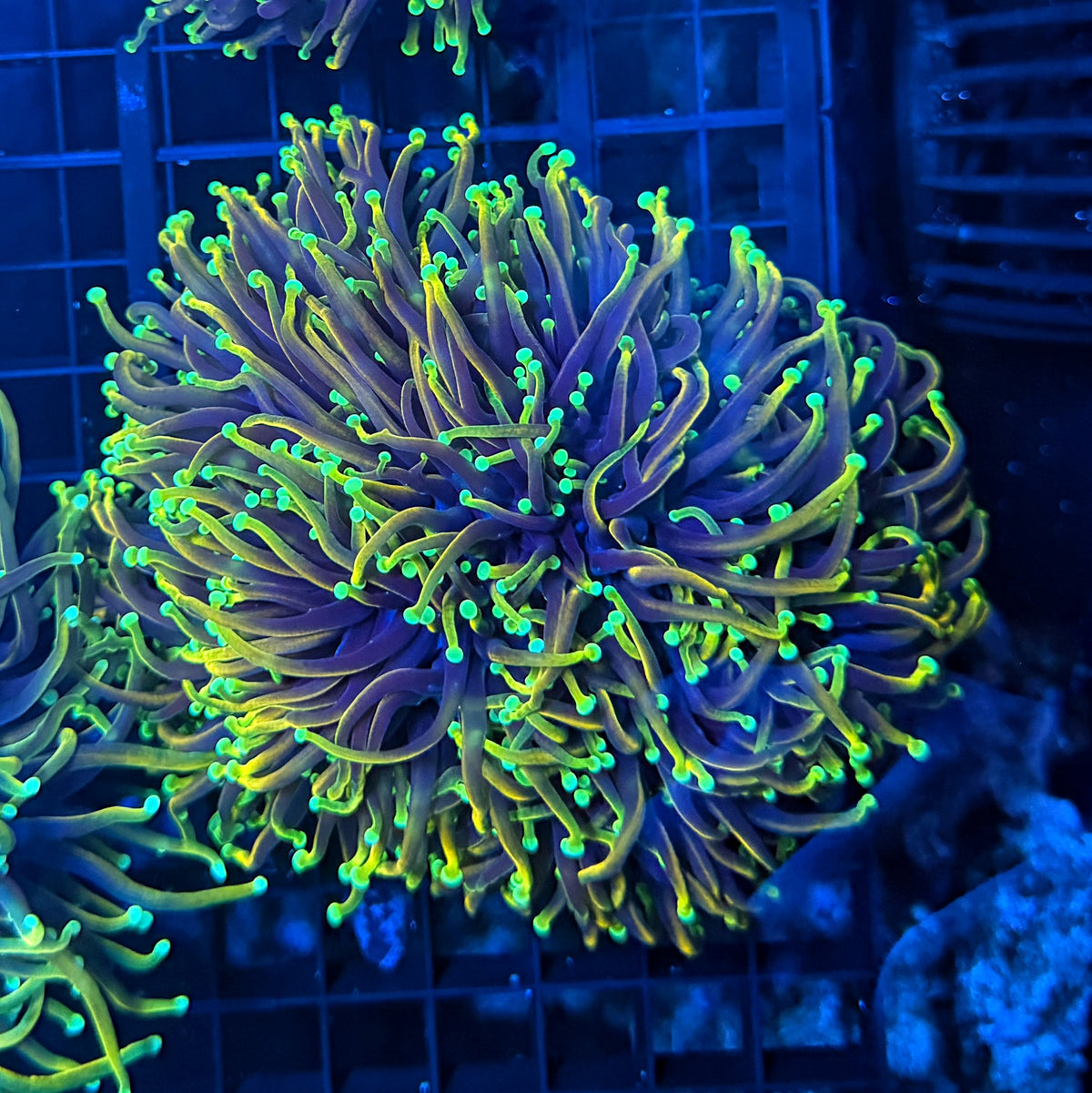 Hellfire cuttable 3-6+ heads colony