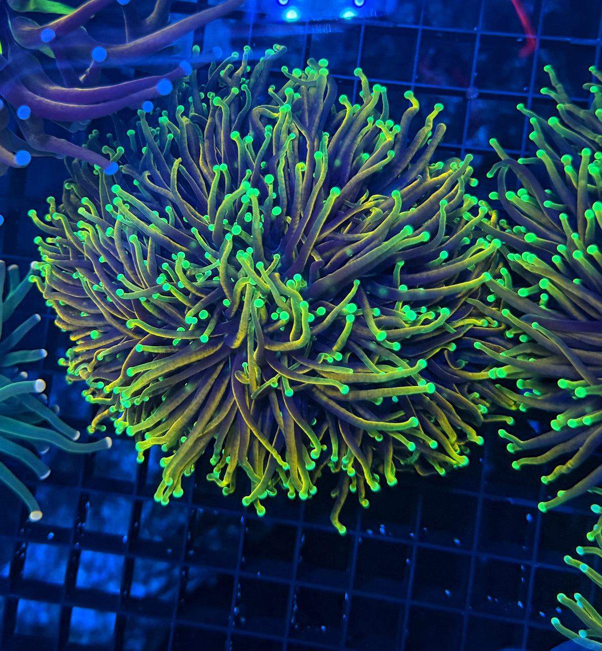 Hellfire cuttable 3-6+ heads colony