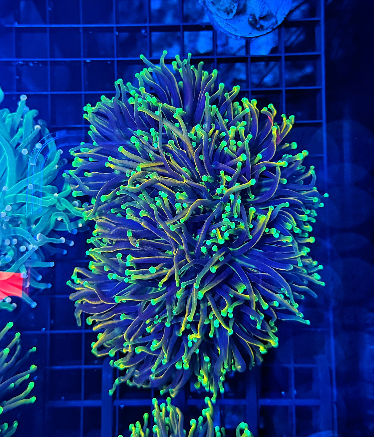 Indo gold cuttable 3-6+ heads colony