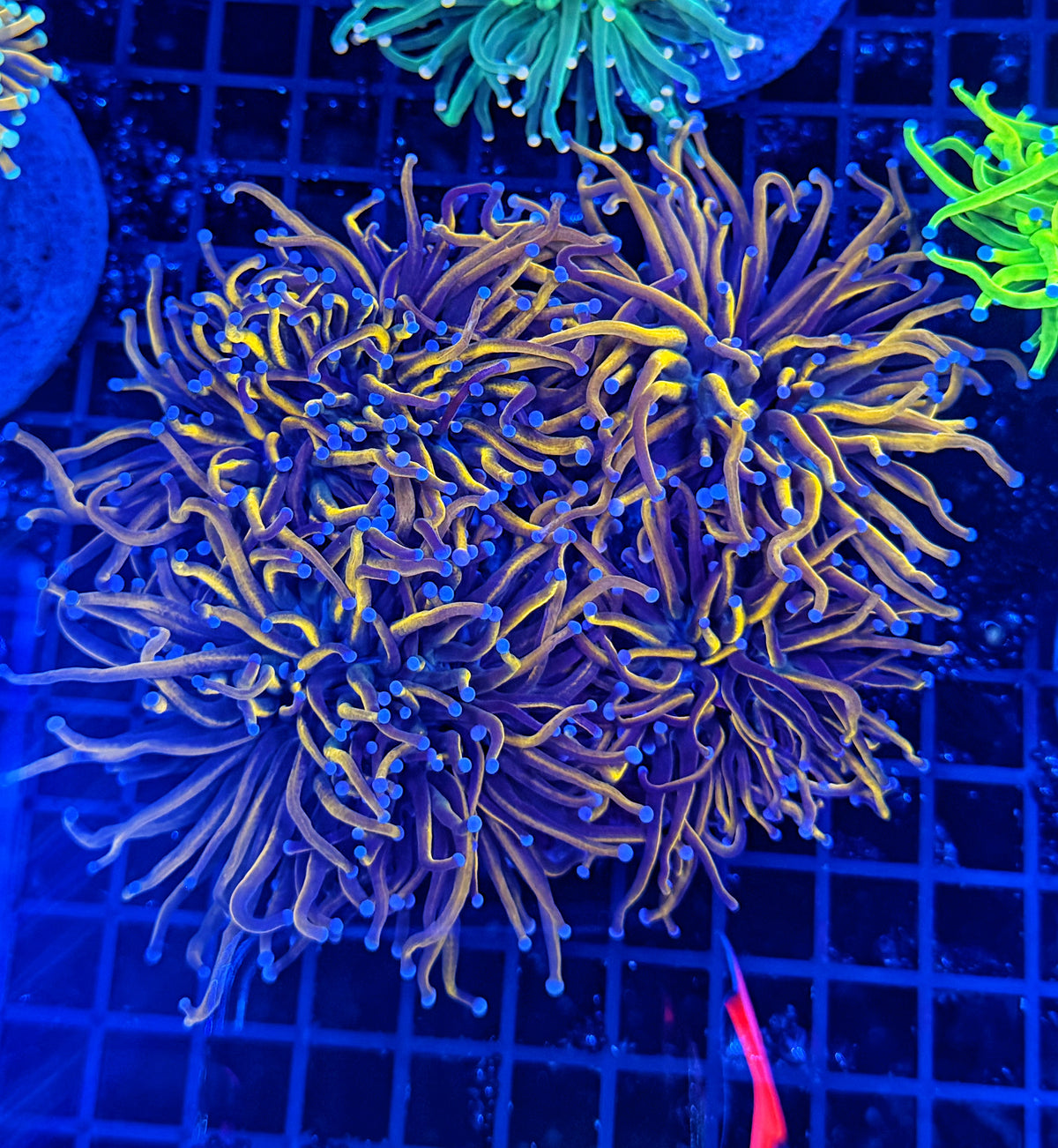24k type colony