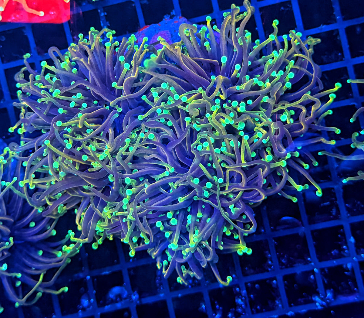 Indo gold cuttable 4-8+ heads colony