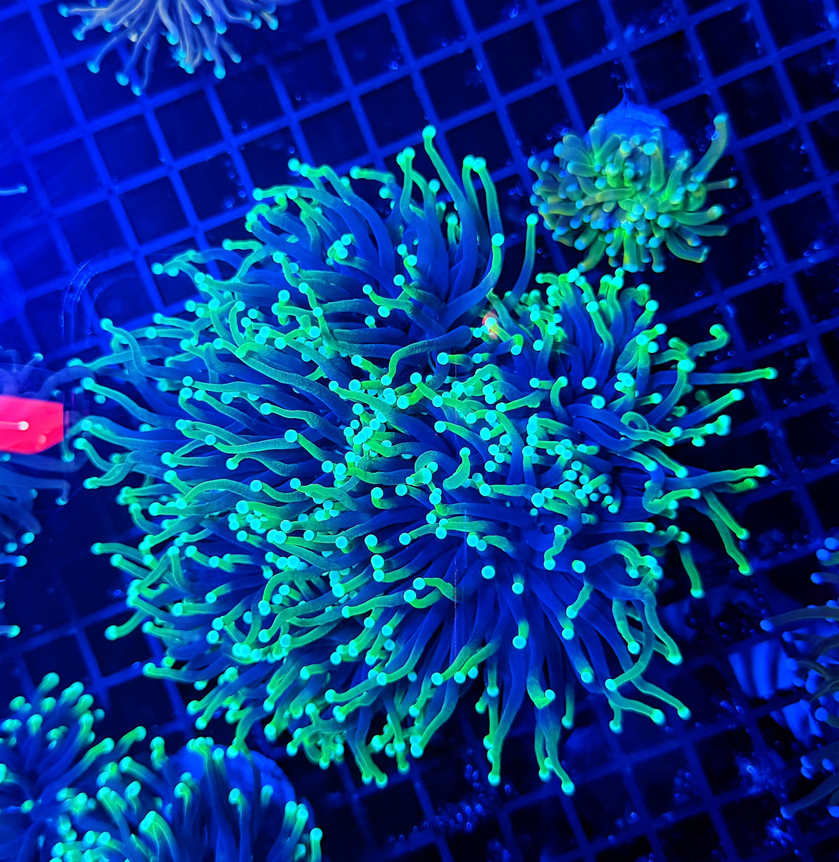 DS type cuttable 4-8+ heads colony