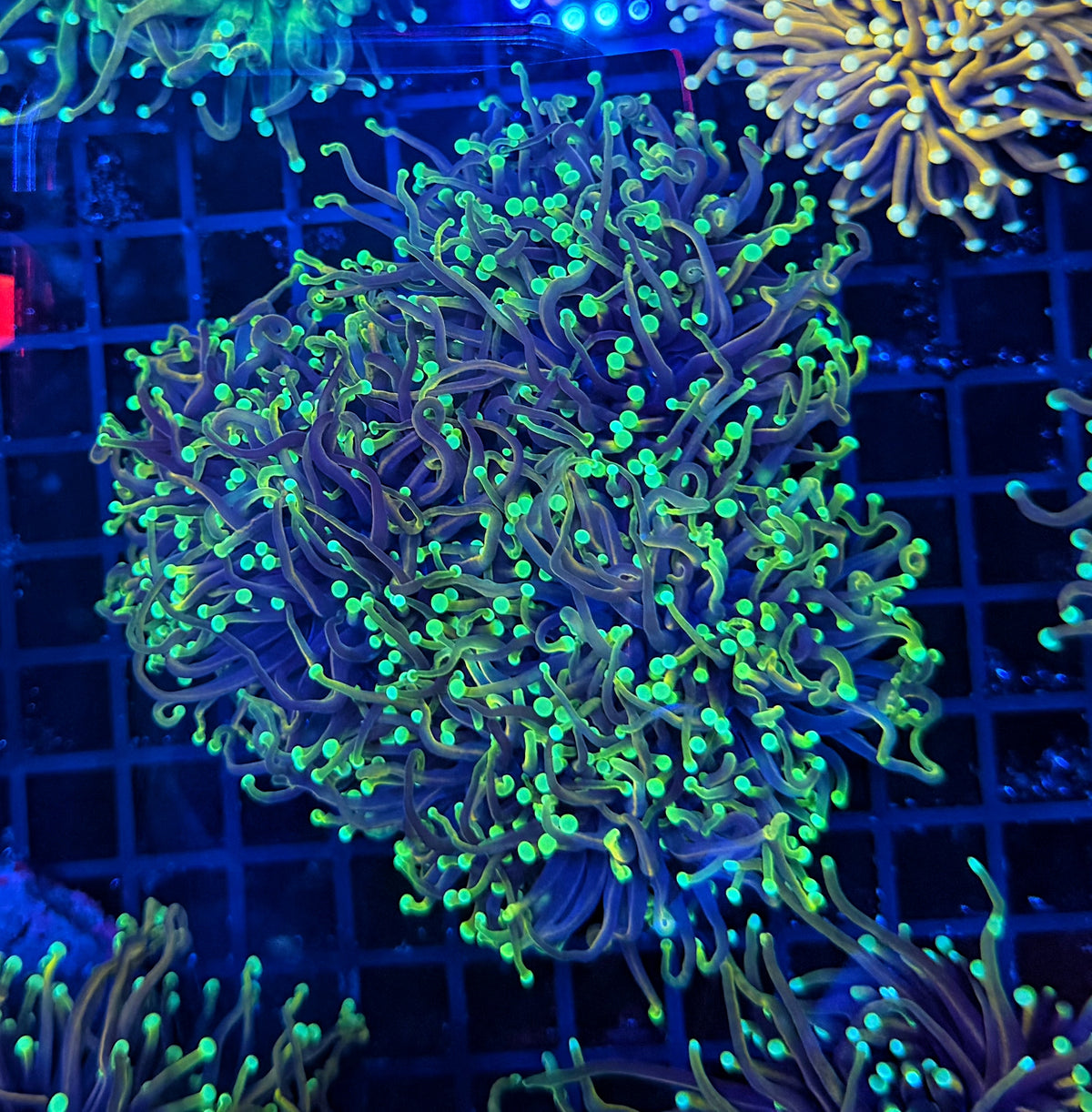 Indo gold cuttable 4-8+ heads colony
