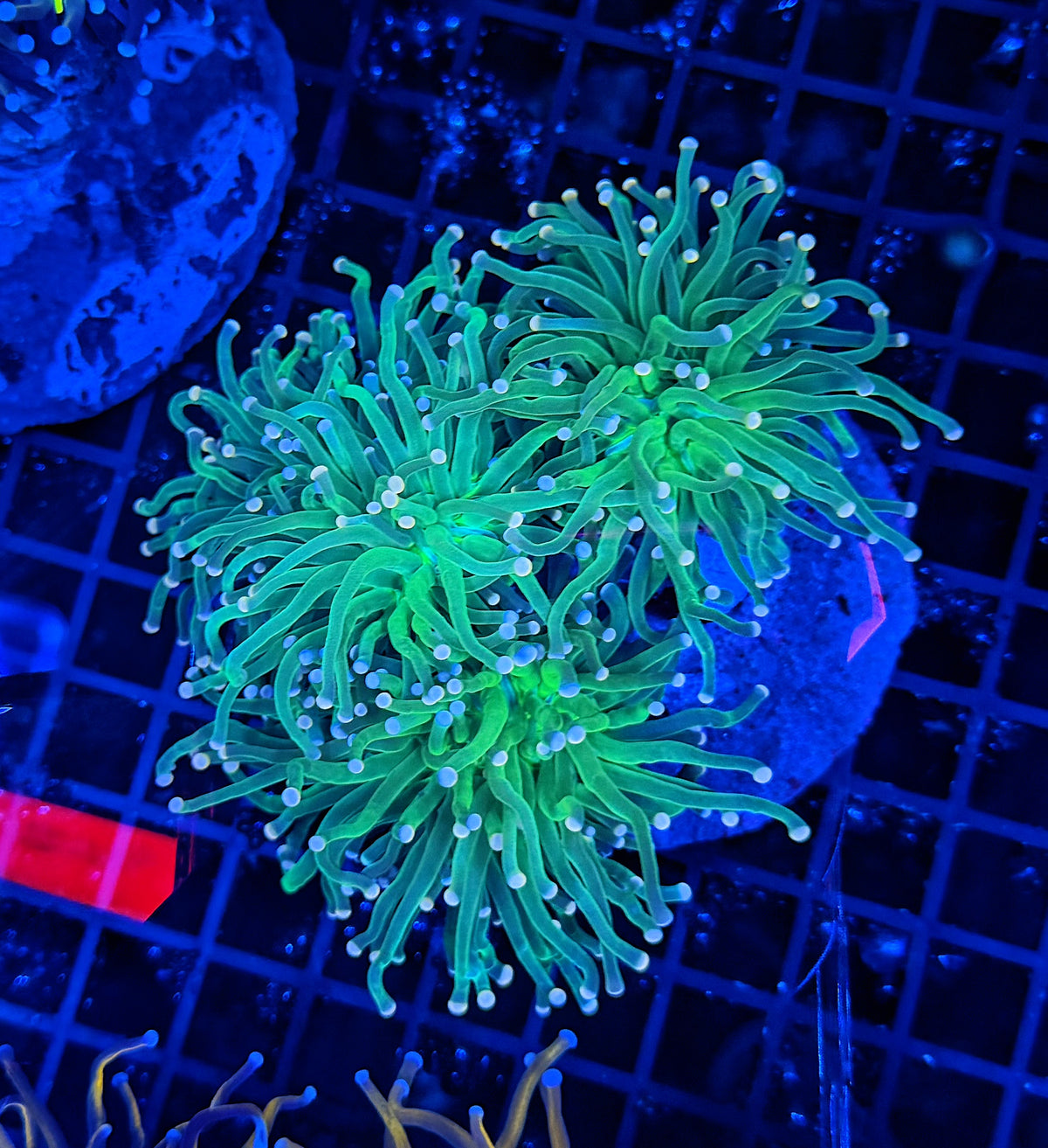 Indo green small colony