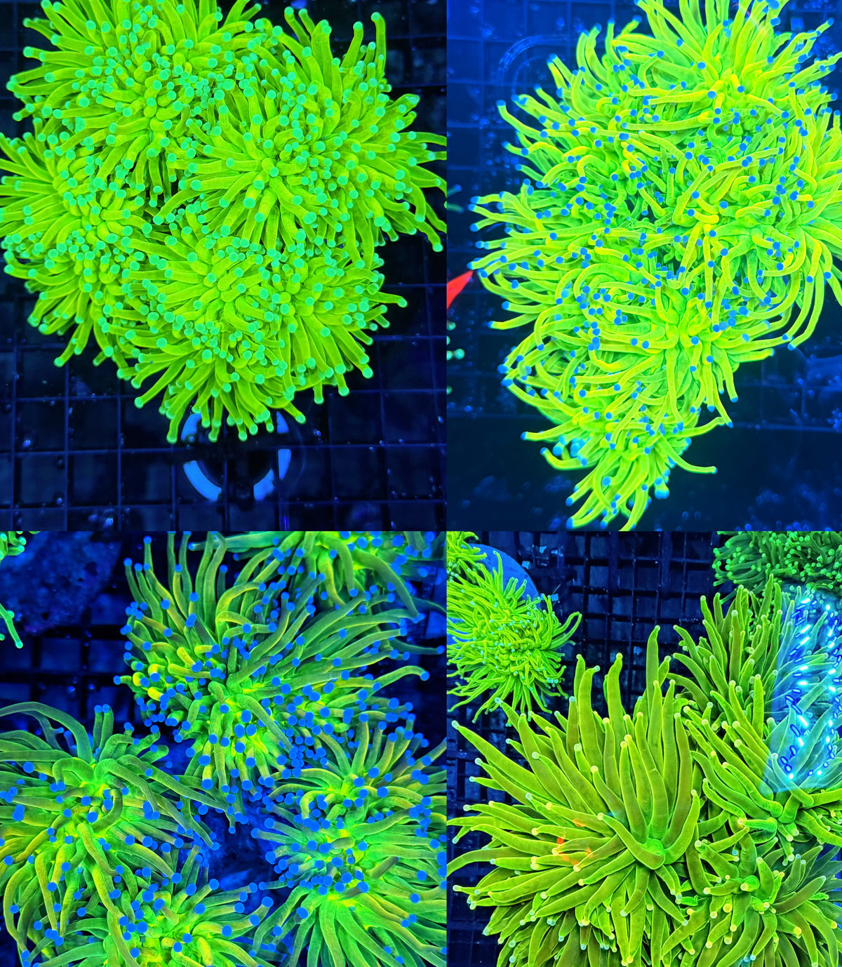 Mixed HGs 10 Heads Bulk Deal (OG, Rainbow, Master & Carebear and more Non-WYSIWYG but Guaranteed with decent flesh)