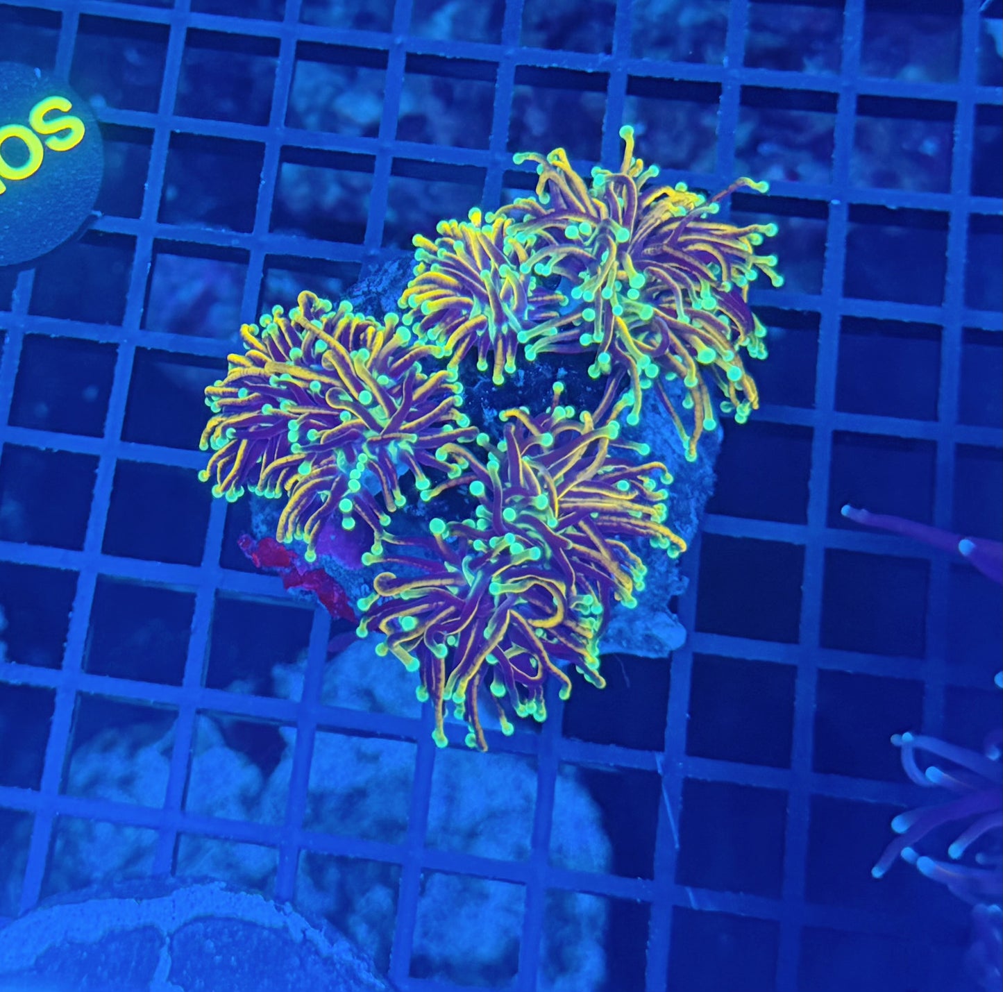 Indo gold colony at least 4 heads