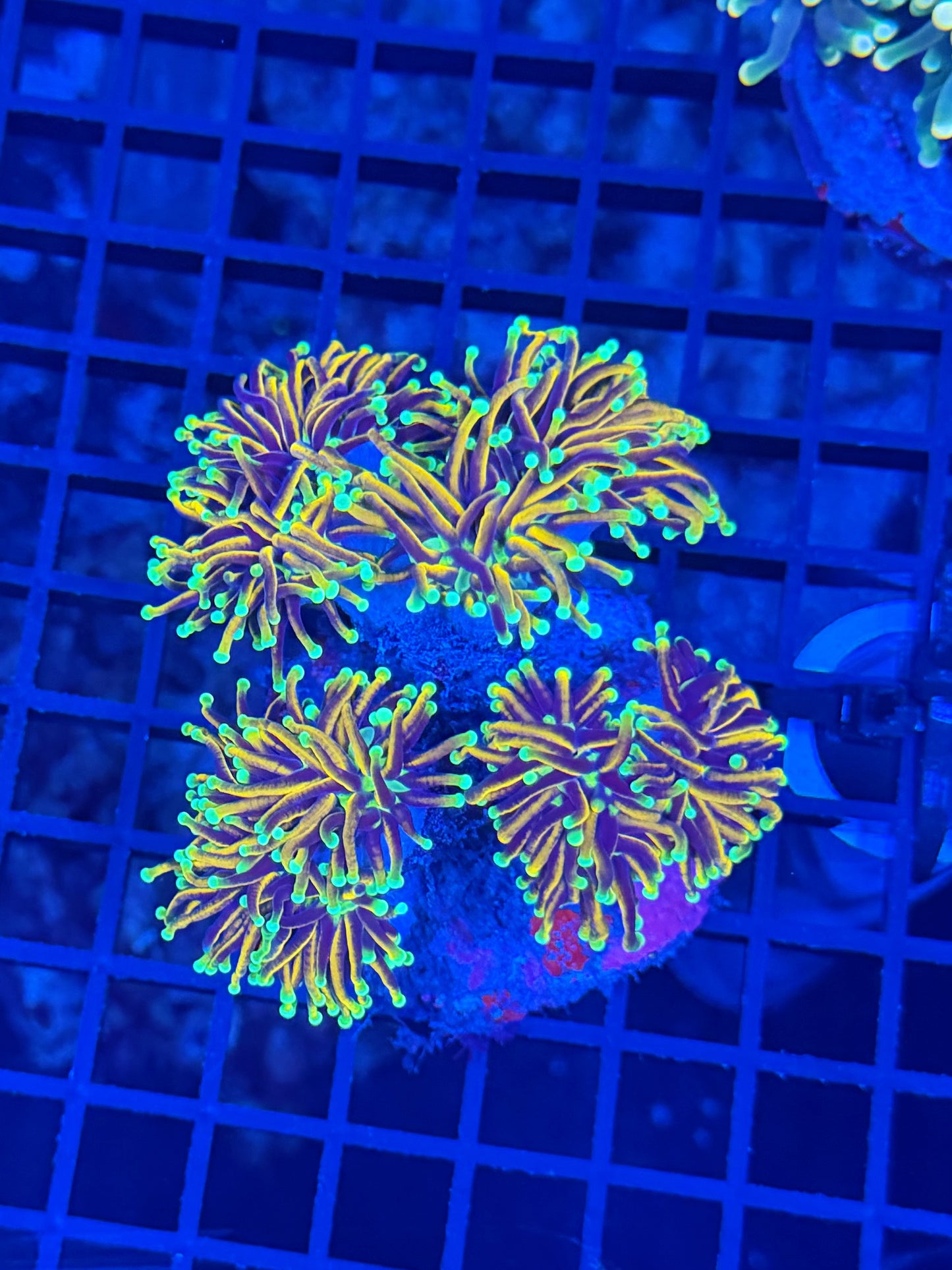 Indo gold colony at least 4 heads