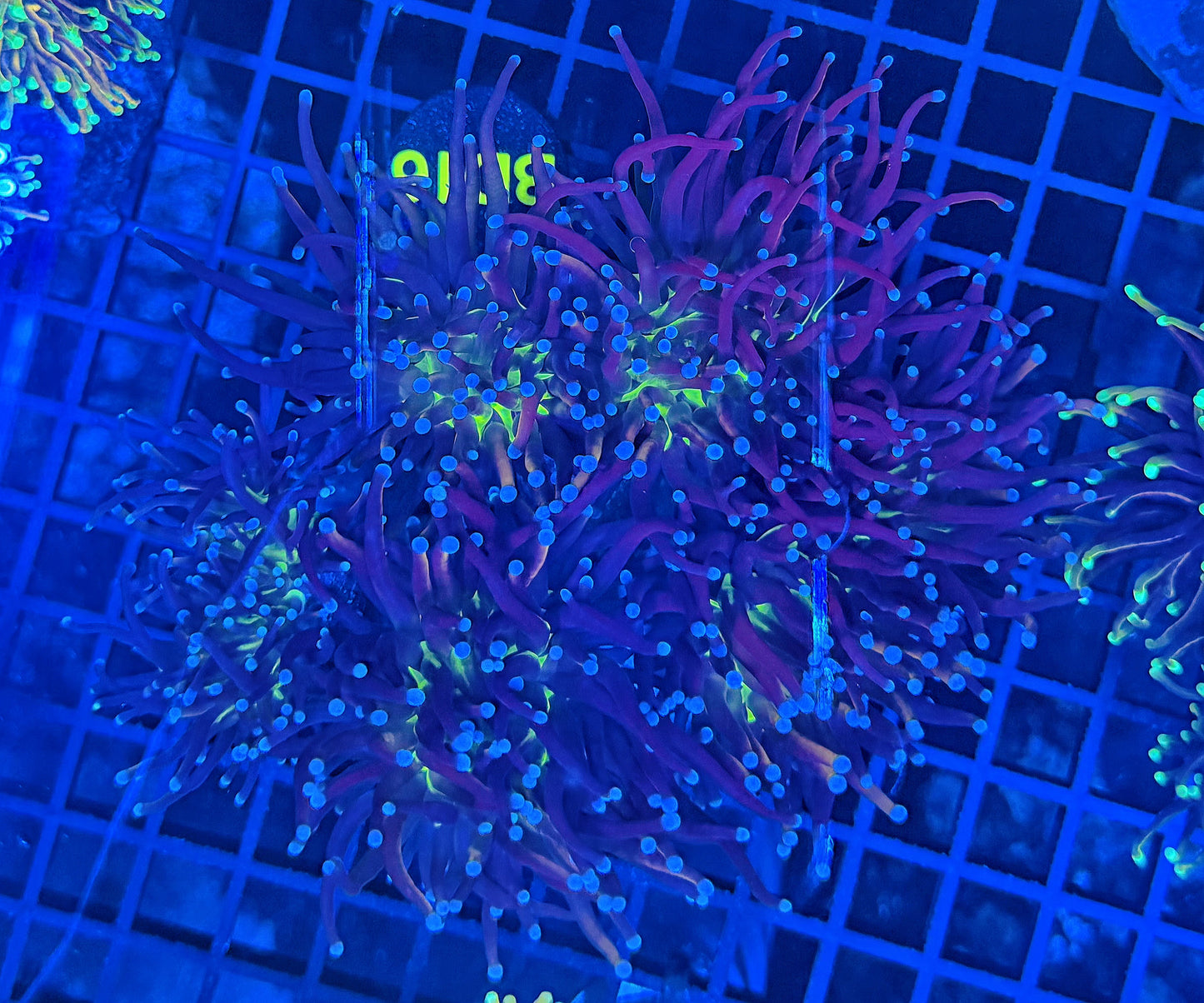 Tiger Knicks colony 6+ heads