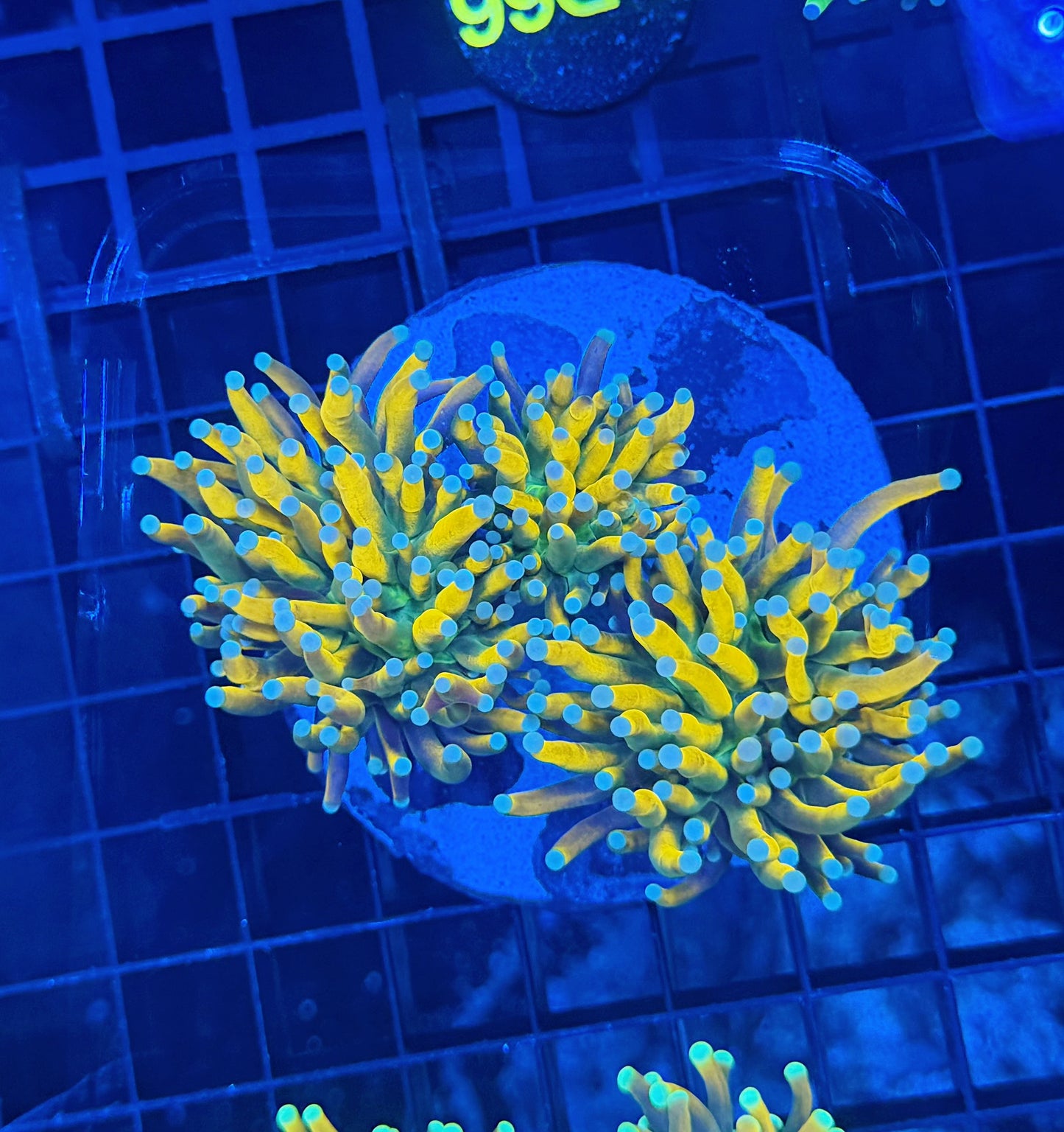 Indo OG banana mini colony
