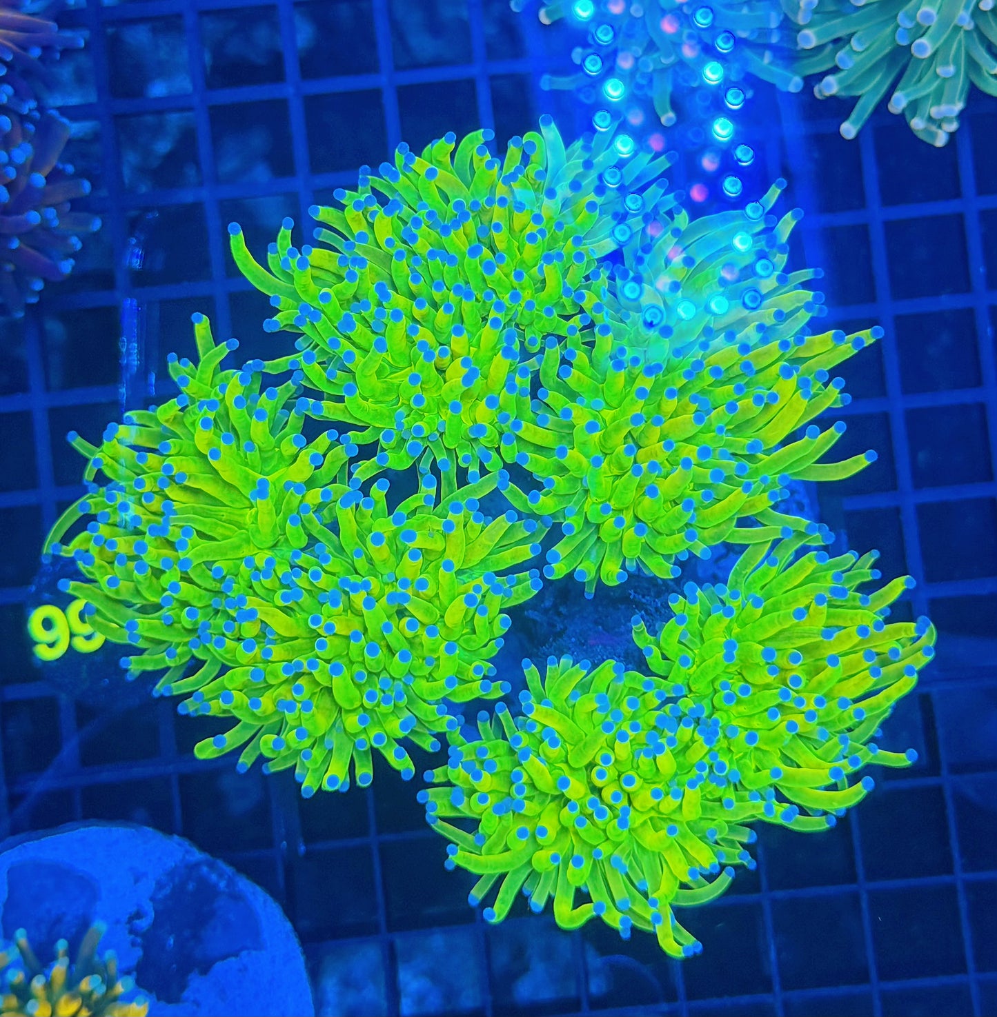 OG HG colony 6+ heads