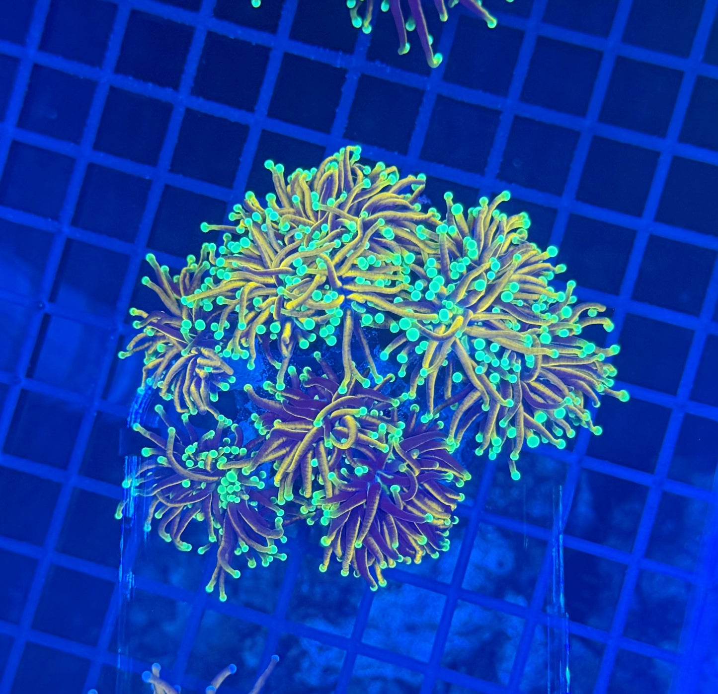 Indo gold colony at least 4 heads