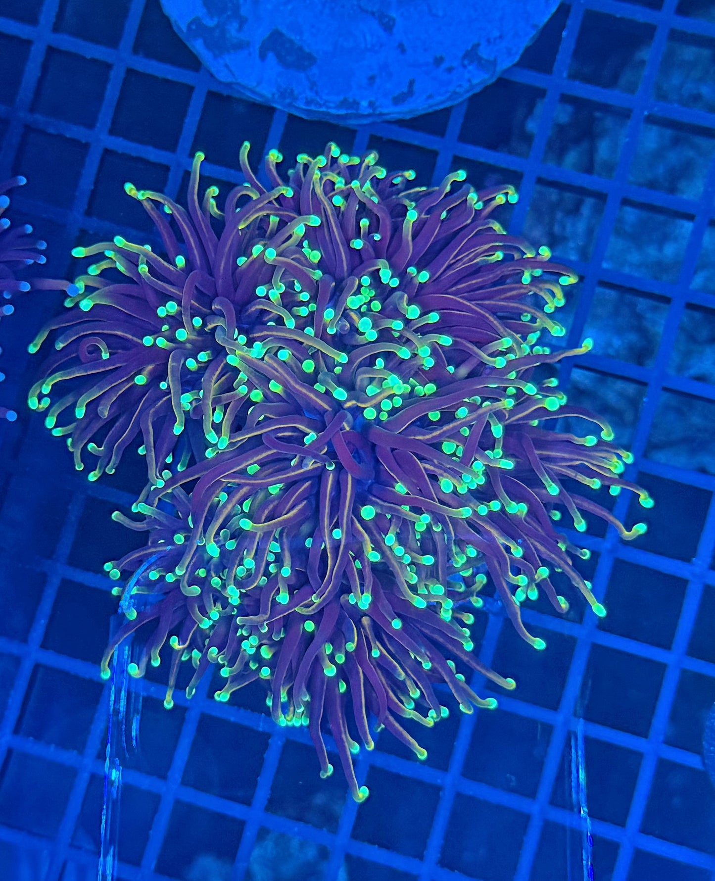 Indo gold colony at least 4 heads