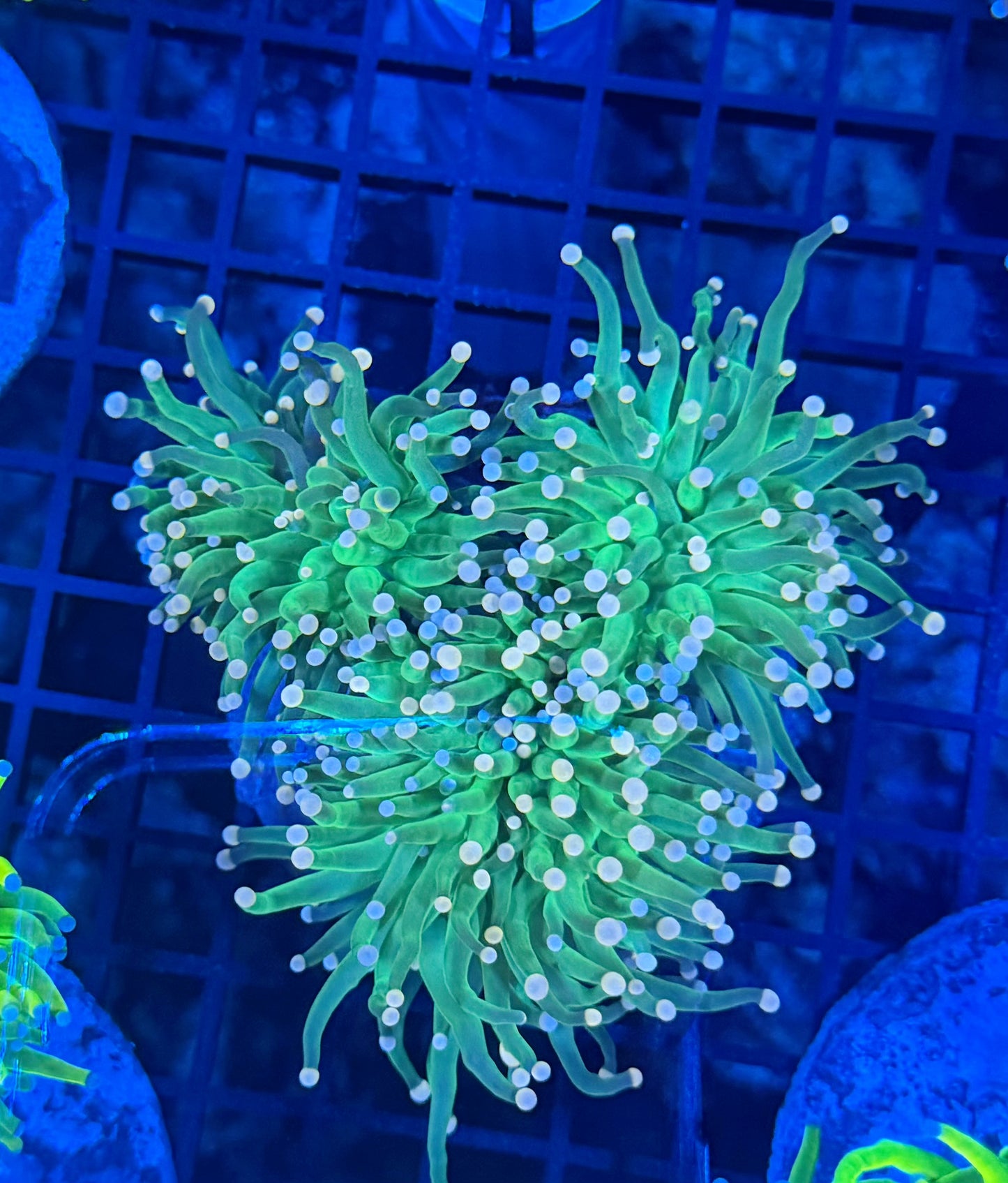 Indo green colony small