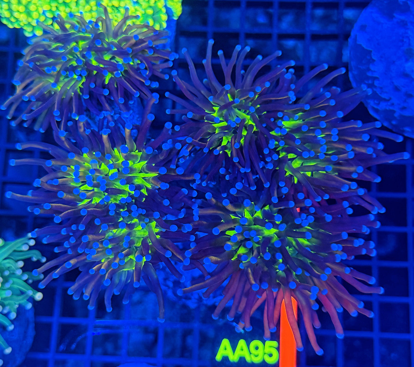Tiger Knicks colony 5+ heads