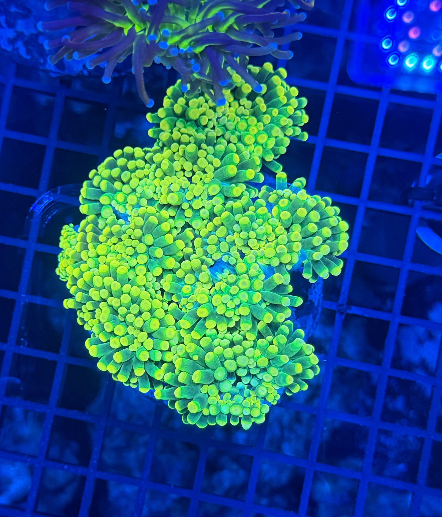 Neon tip colony