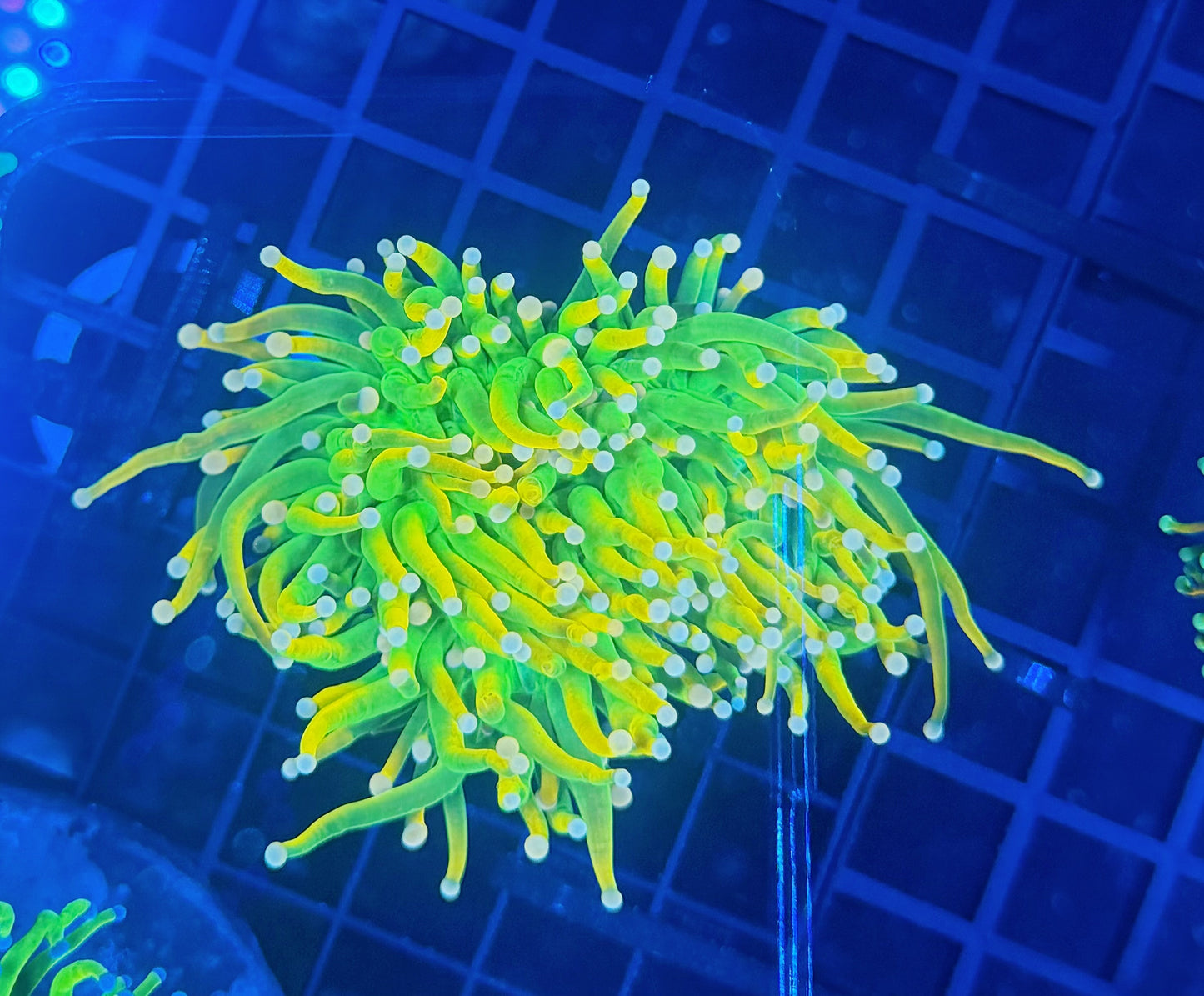 CC 24k type (wild) large