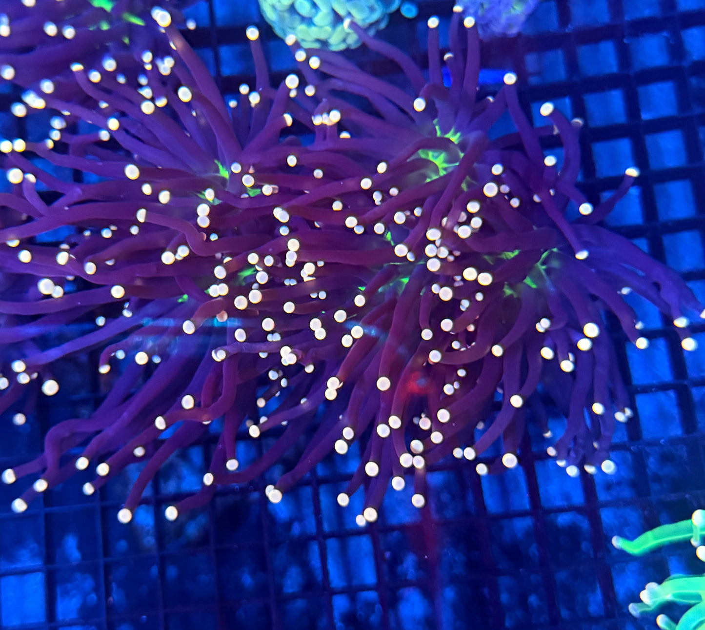 Malay joker large  clearance (Flesh may not thick)