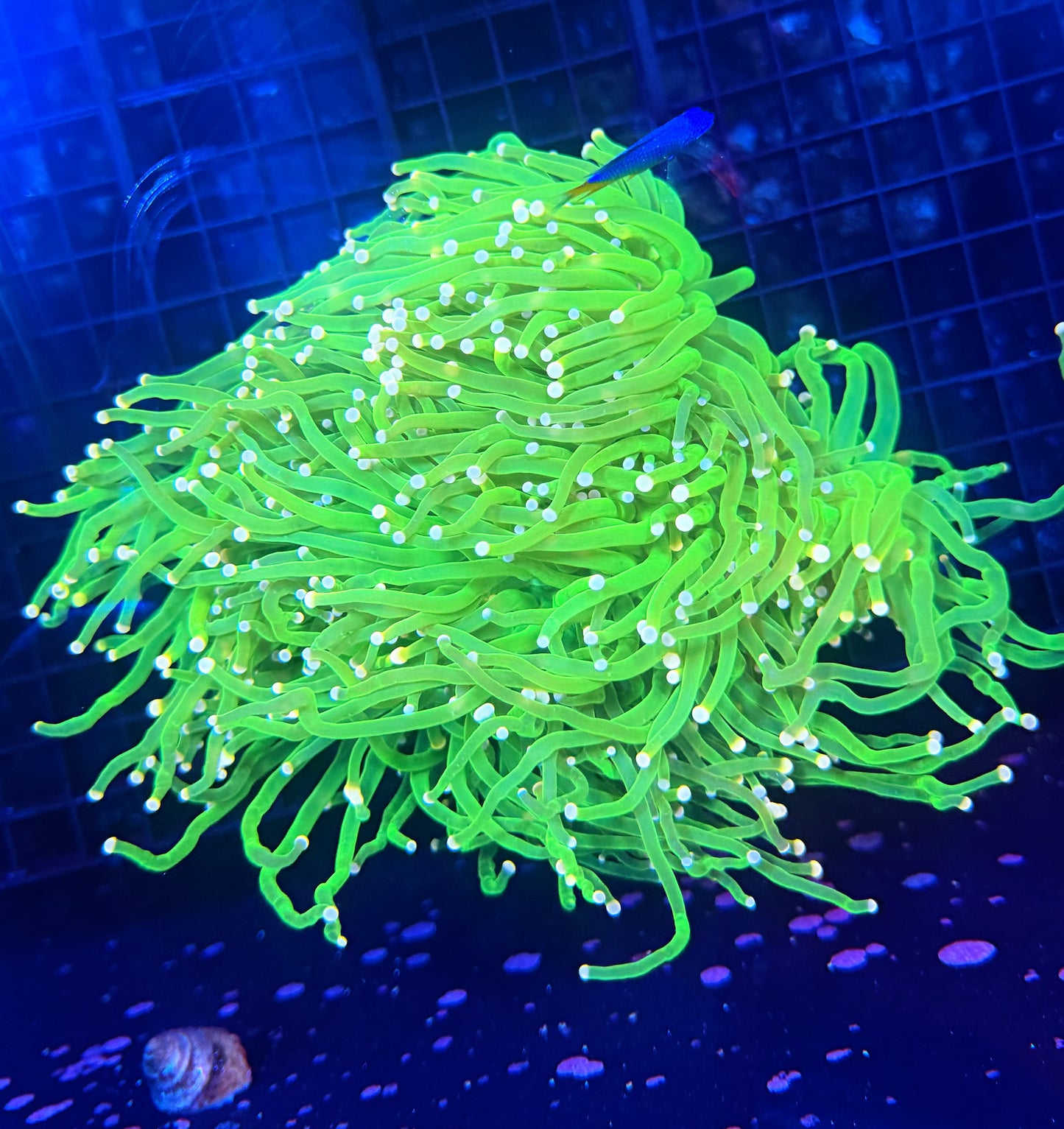 Cotton candy colony at least 4 heads  clearance (Flesh may not thick)