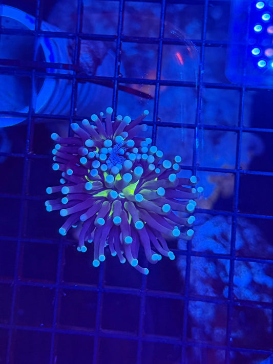 Interesting torch with barnacle