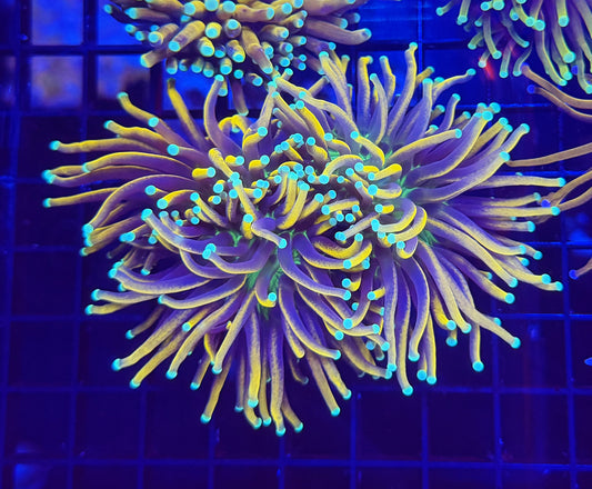Premium Indo gold green center colony