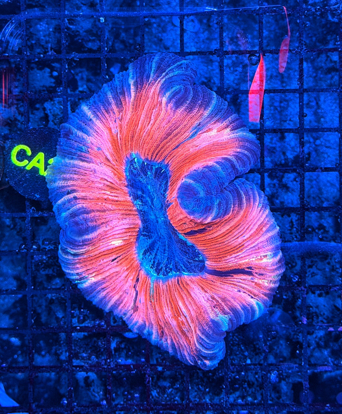 Rainbow trachy clearance