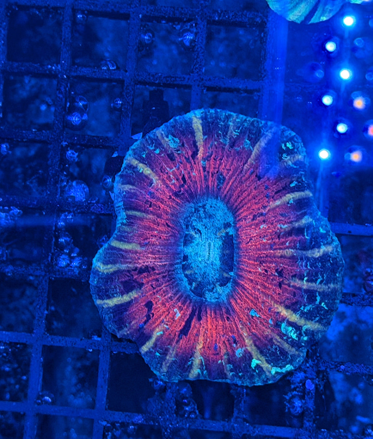 Rainbow trachy clearance