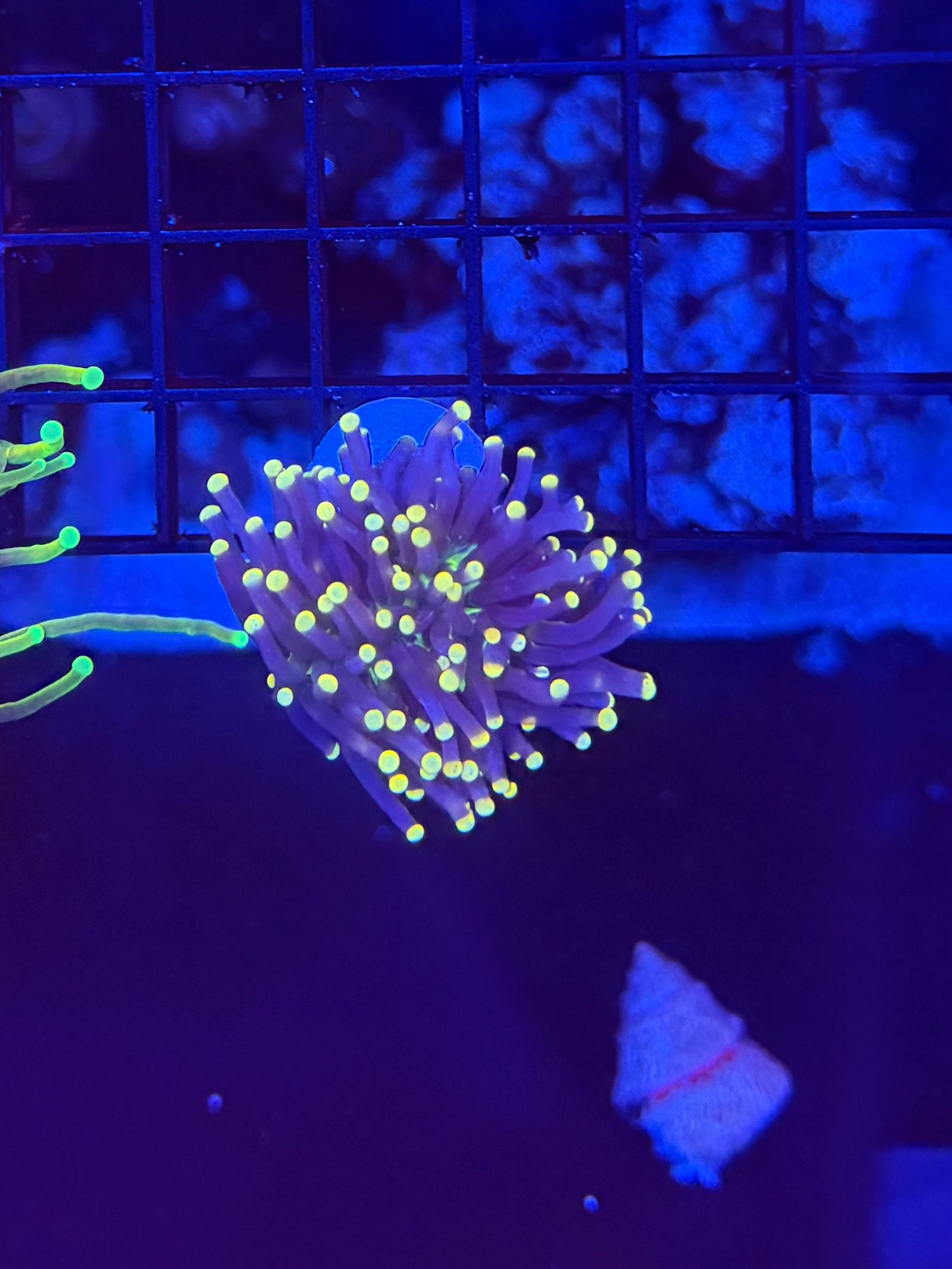 Indo neon tip