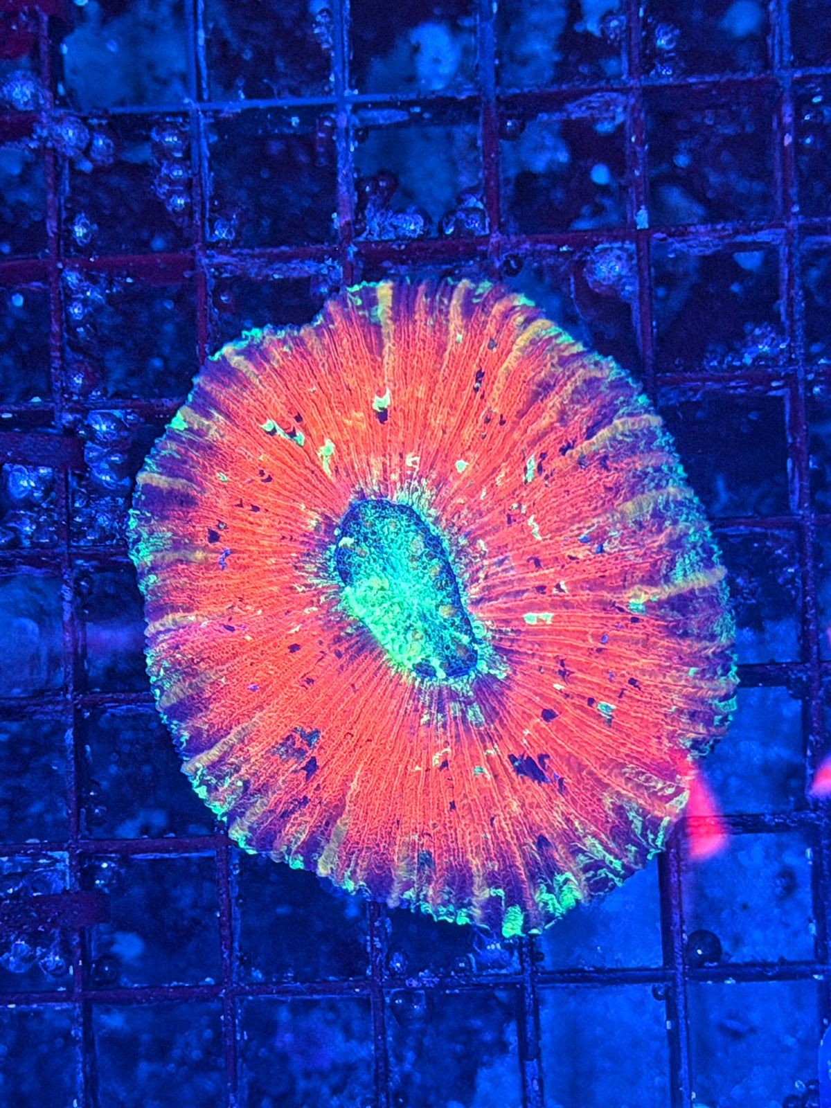 Rainbow trachy clearance
