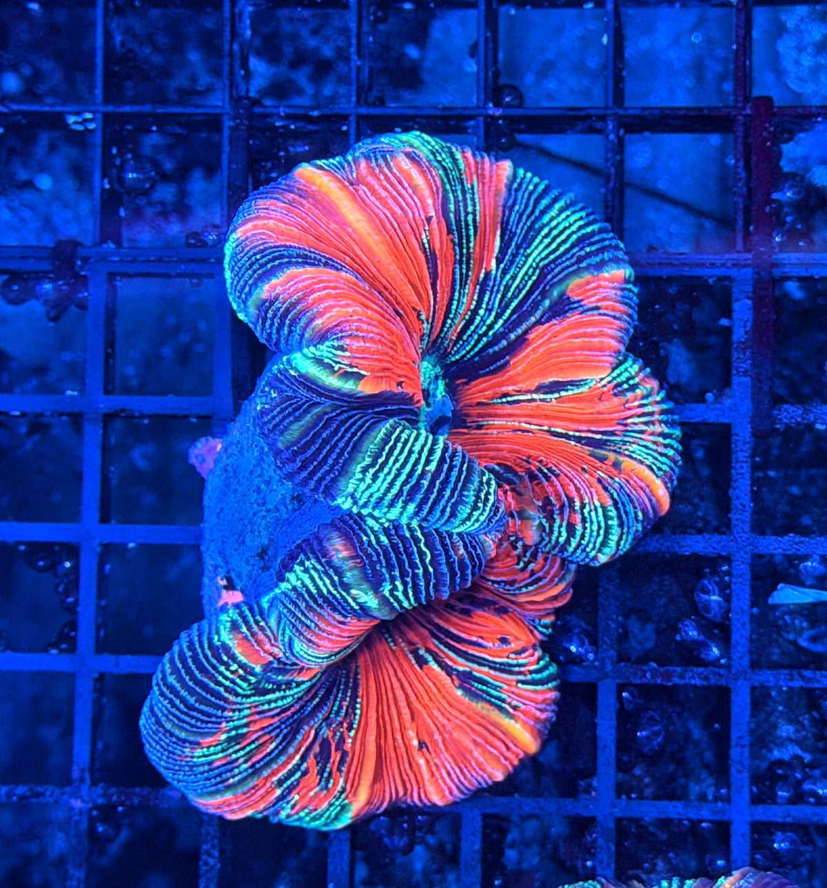 Rainbow trachy clearance