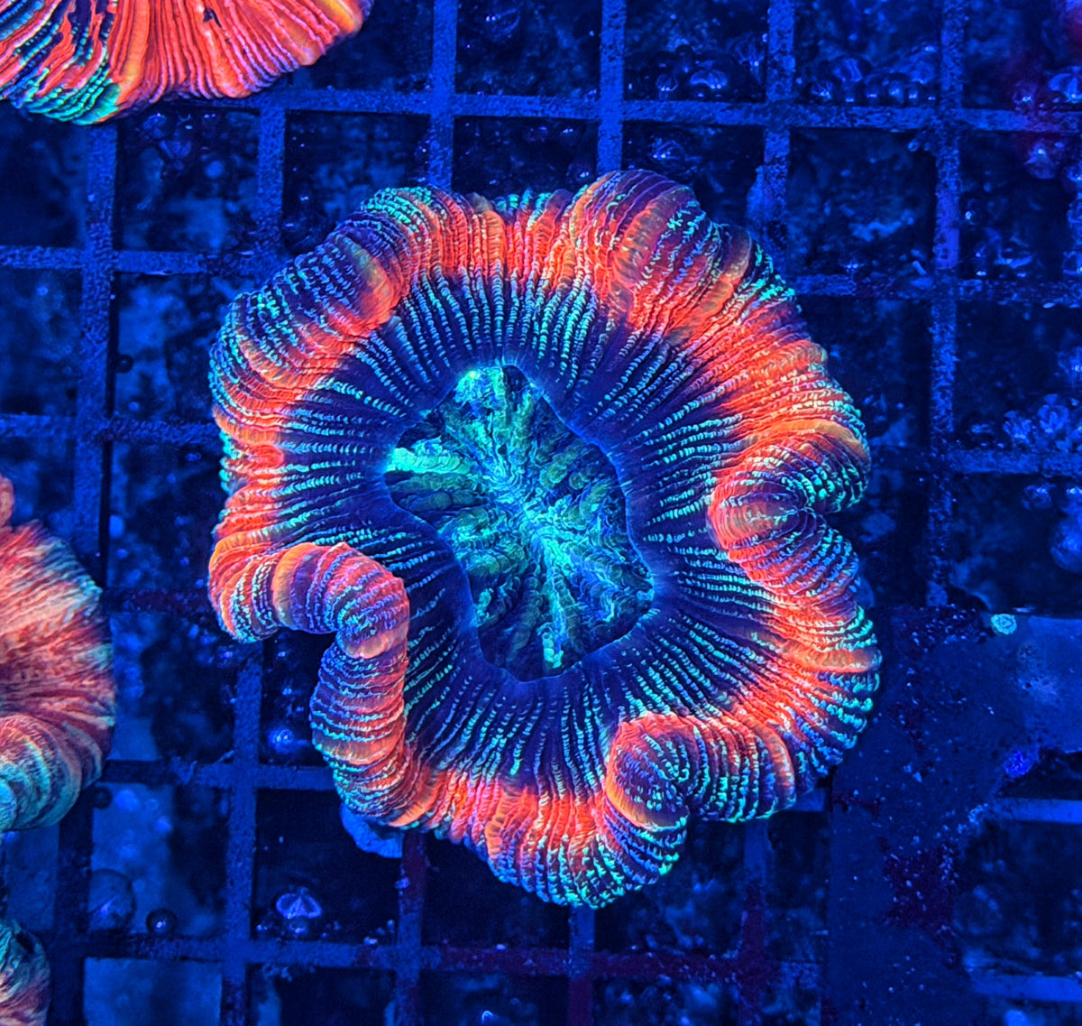Rainbow trachy clearance