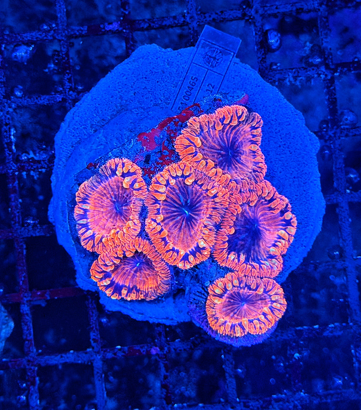 Rainbow blasto colony clearance