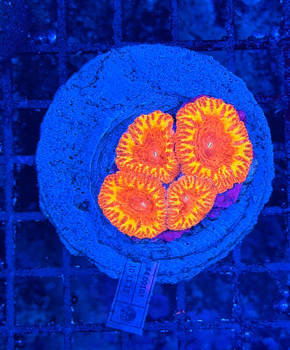 Rainbow blasto colony