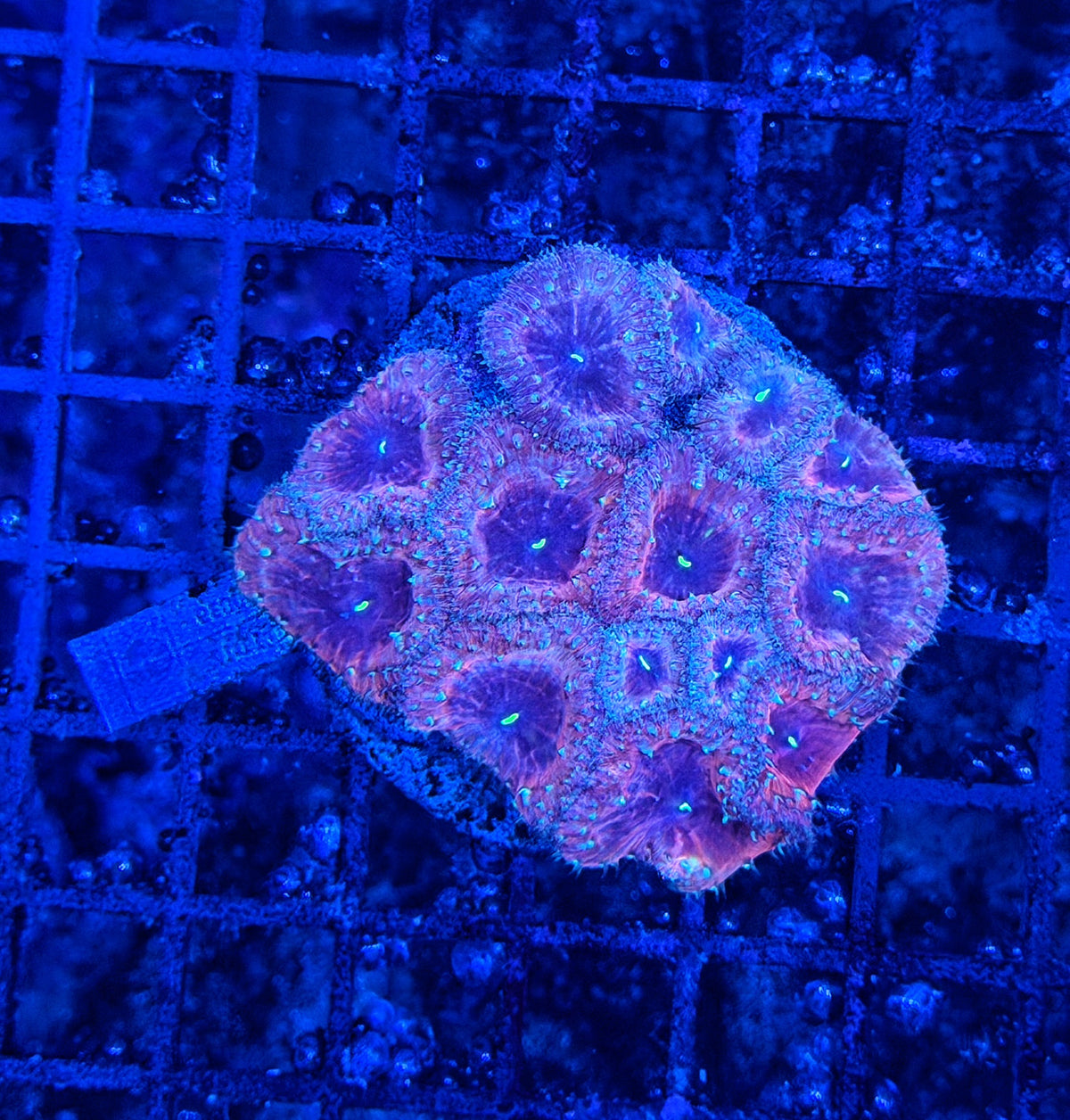 Rainbow blasto colony clearance