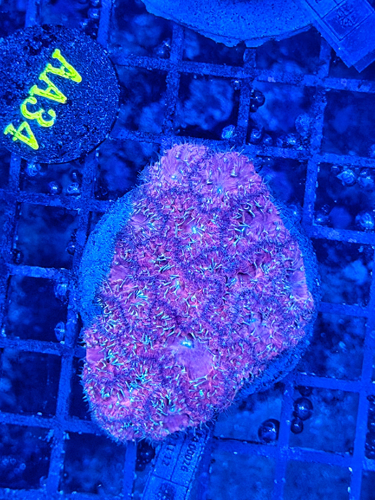 Rainbow blasto colony clearance