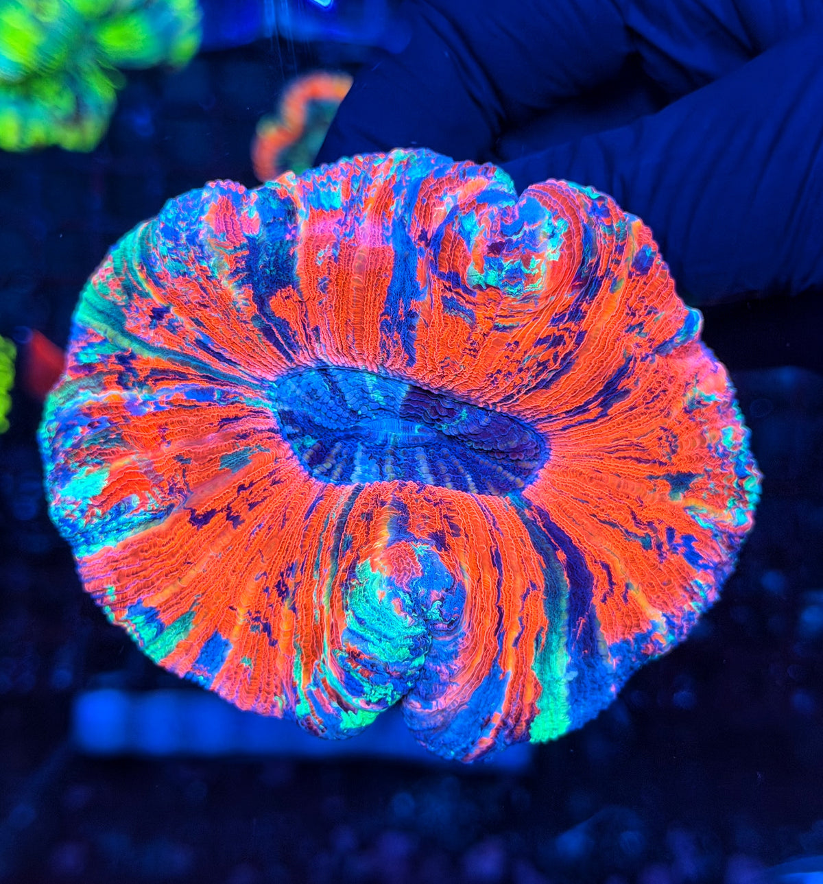 Rainbow trachy clearance