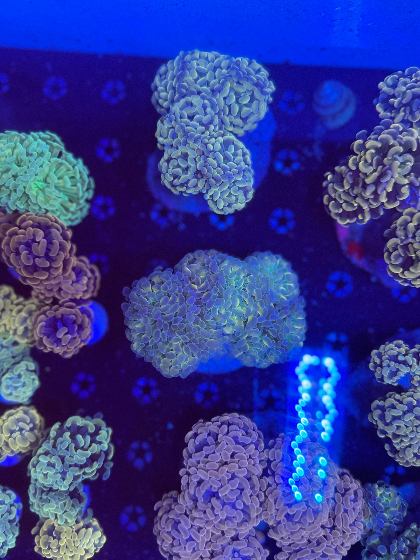 Hammer frags special (Non-WYSIWYG, mix matches)