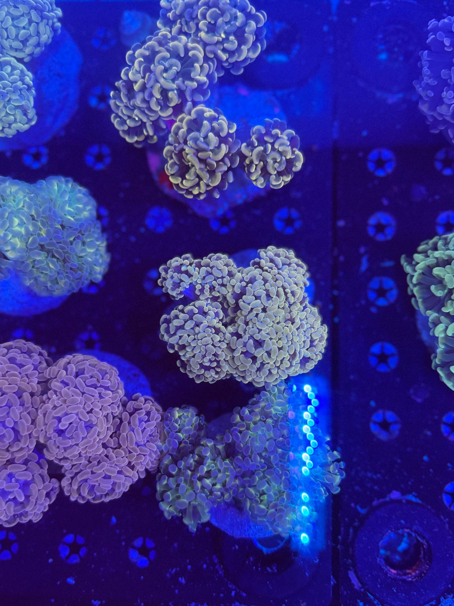 Hammer frags special (Non-WYSIWYG, mix matches)