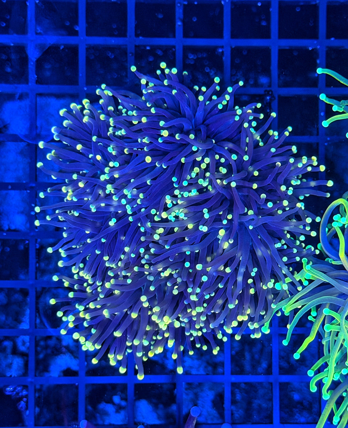 Neon tip black cuttable 4-8+ heads colony