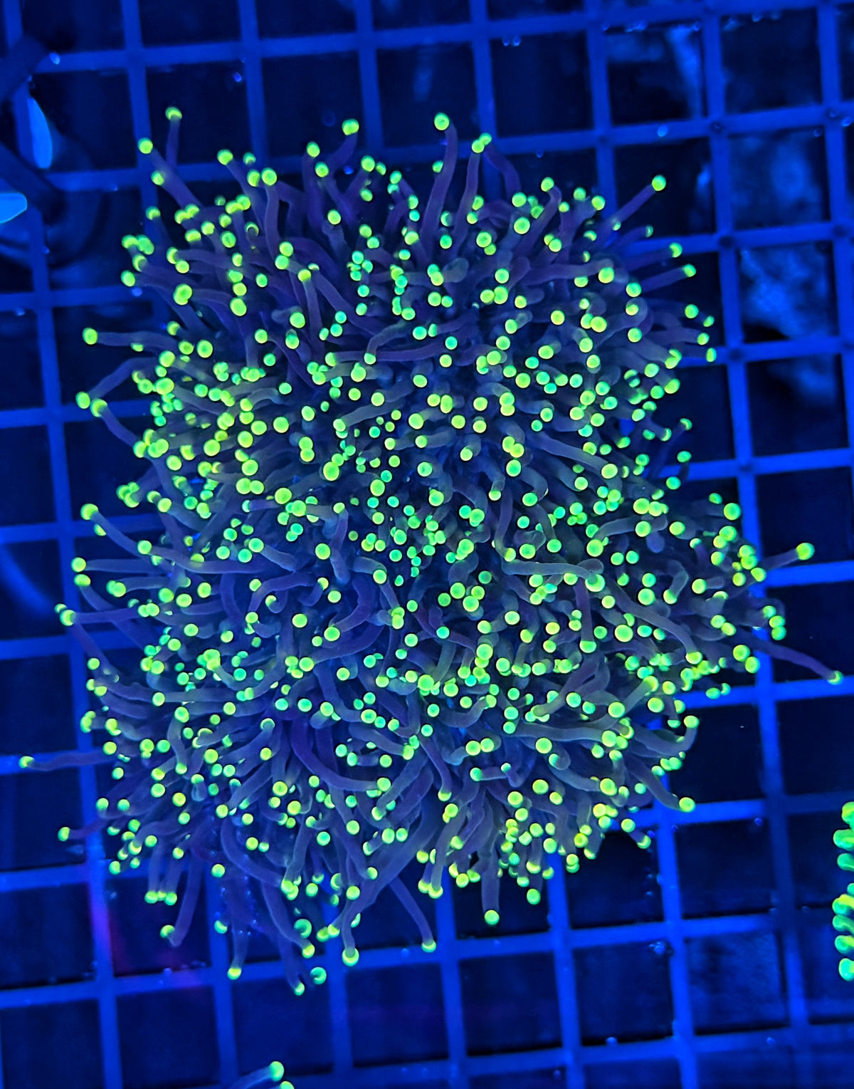 Neon tip black cuttable 4-8+ heads colony