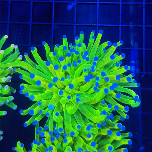 OG HG L