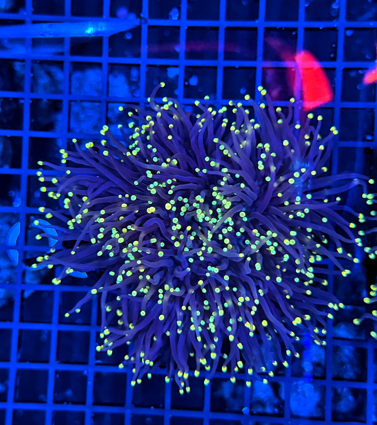 Neon tip black cuttable 4-8+ heads colony