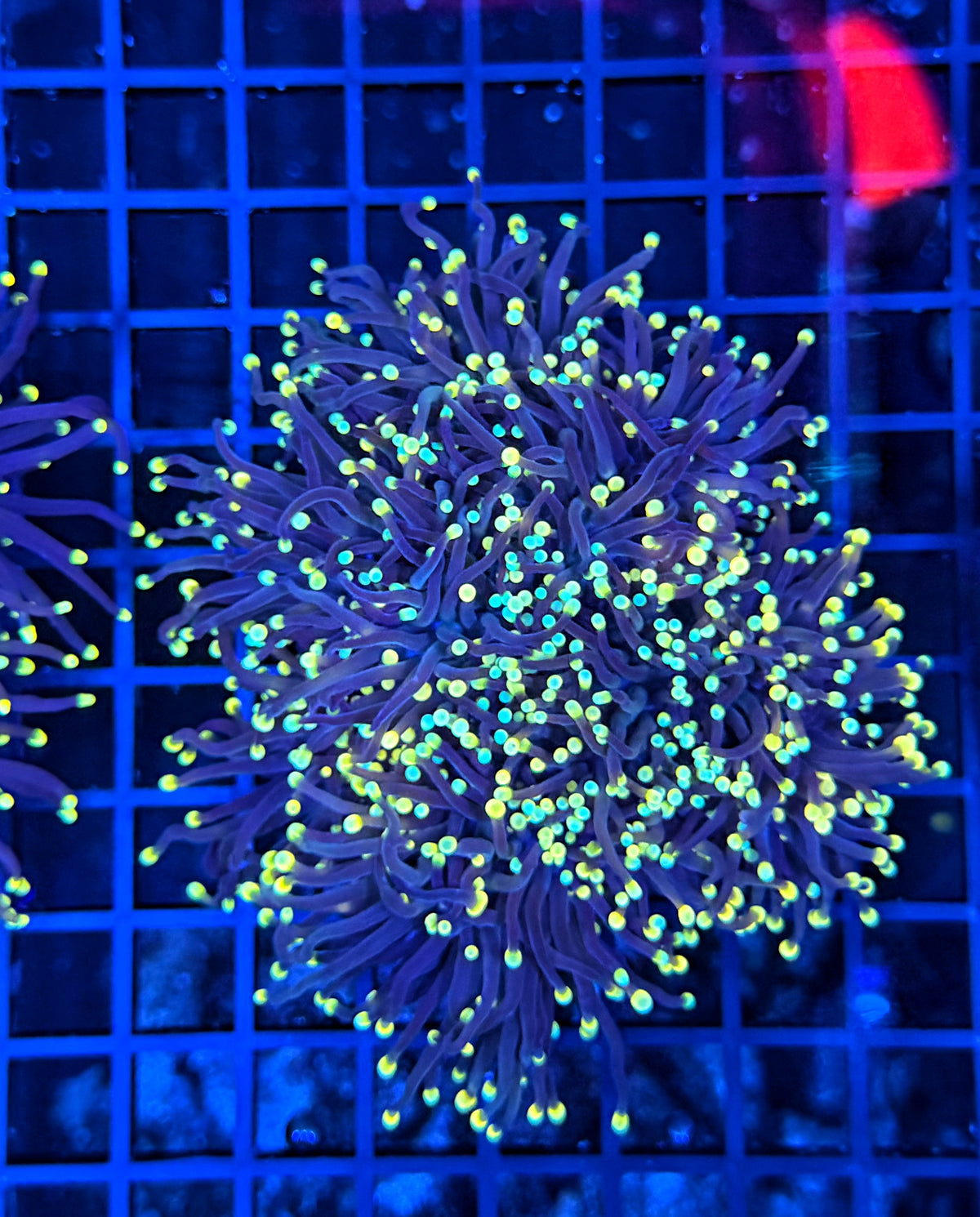 Neon tip black cuttable 4-8+ heads colony