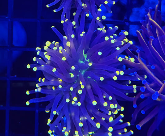 Indo yellow tip