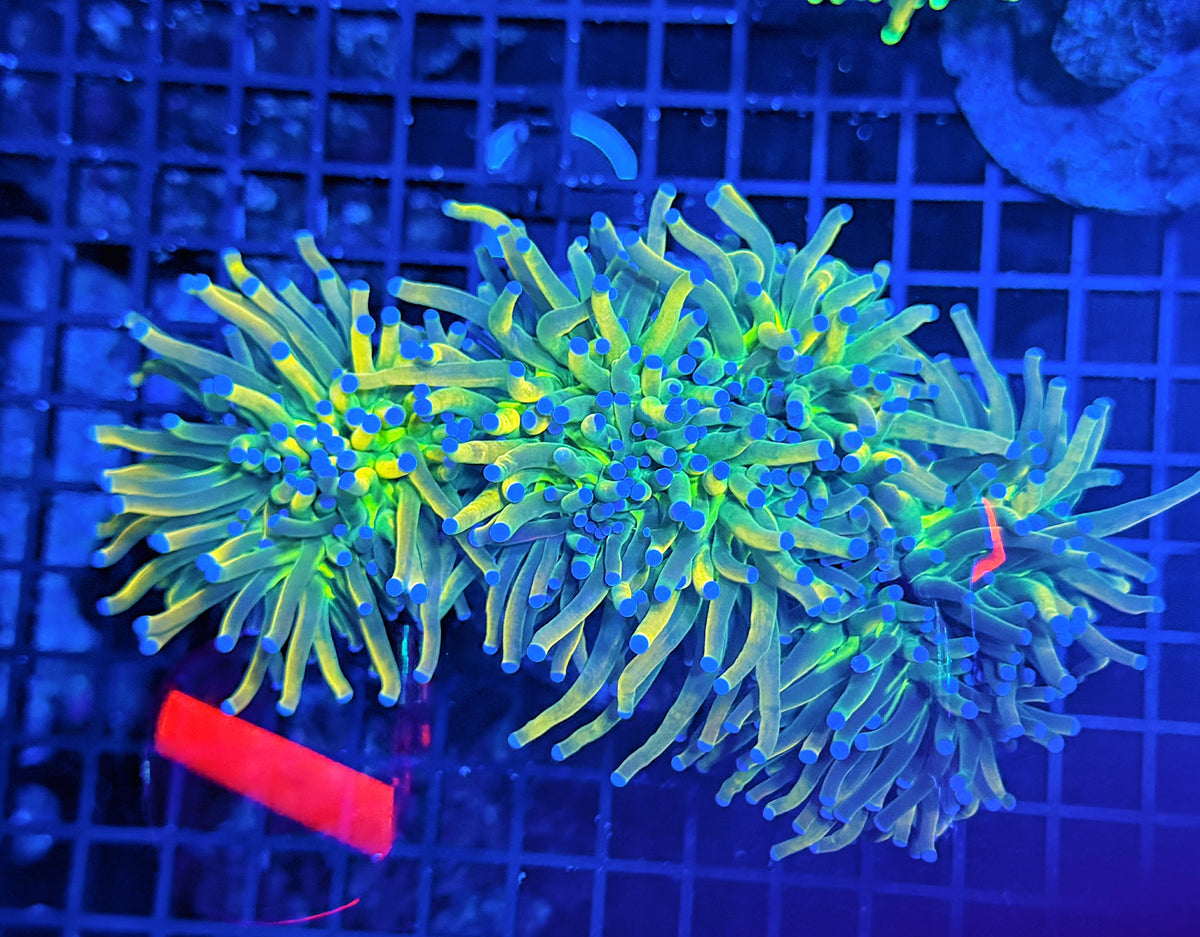 Rainbow hg cuttable 4 heads colony